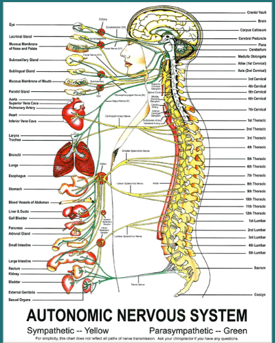 How does chiropractic work?